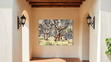 Umbrian Olive Grove