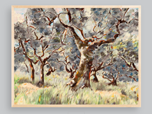 Umbrian Olive Grove