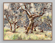 Umbrian Olive Grove
