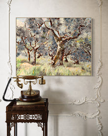 Umbrian Olive Grove