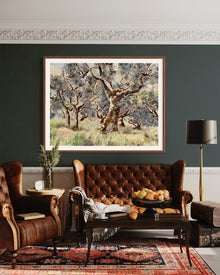 Umbrian Olive Grove