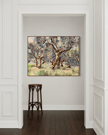 Umbrian Olive Grove