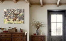Umbrian Olive Grove